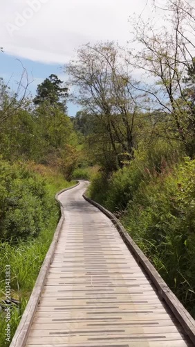 Serene Wooden Boardwalk Winding Through Lush Green Nature in British Columbia, Canada
