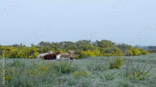 Domestic cows lying down in a green pasture with yellow gorse flowers