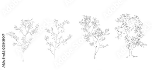 Fotografija CAD Trees Elevation View, Architectural Tree Set for AutoCAD Landscape Drawings