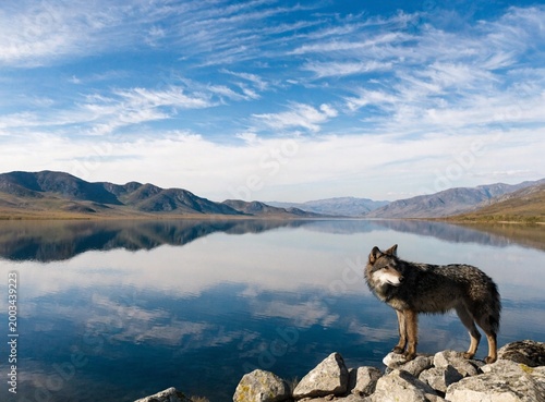 wide composition with large empty space, small wolf



