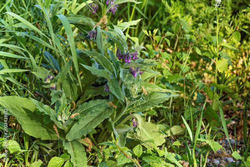 Flowering comfrey in nature