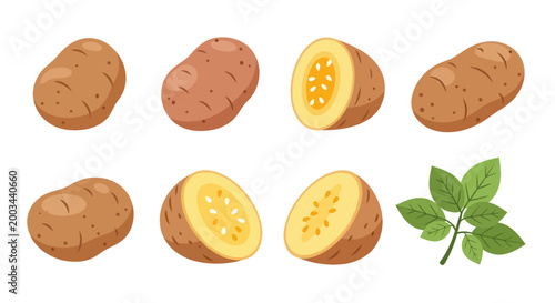 Various potatoes illustration