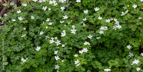 Close up texture view of delicate white False Rue Anemone (enemion biternatum) wildflower plants blooming undisturbed in a woodland forest in spring
