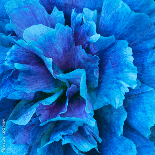 Abstract Blue Flower Petal Texture Macro Background