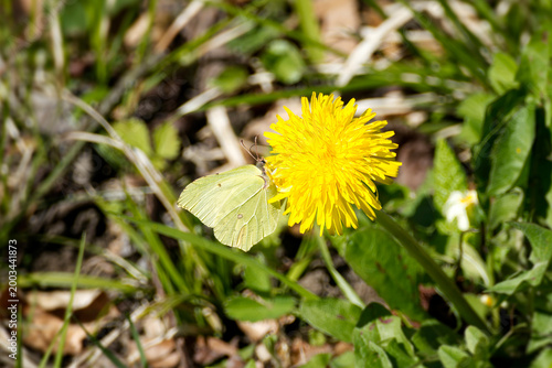 Fotografie Common brimstone butterfly (Gonepteryx rhamni) sitting on yellow dandelion in Zu