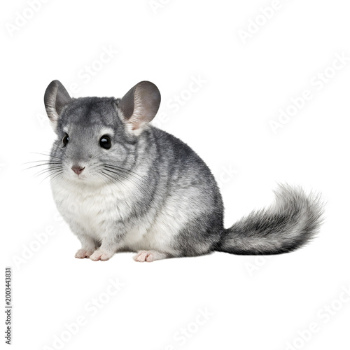 Cute fluffy grey chinchilla sitting on a flat surface isolated on transparent background