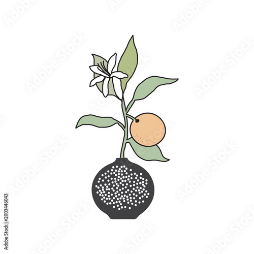 Minimalist orange tree branch in ceramic vase, botanical line art vector illustration, citrus fruit with white blossom and green leaves