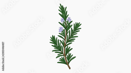 A sprig of rosemary displaying delicate leaves and tiny purple blossoms. Its vivid green needles and aromatic quality create a pleasing sight.