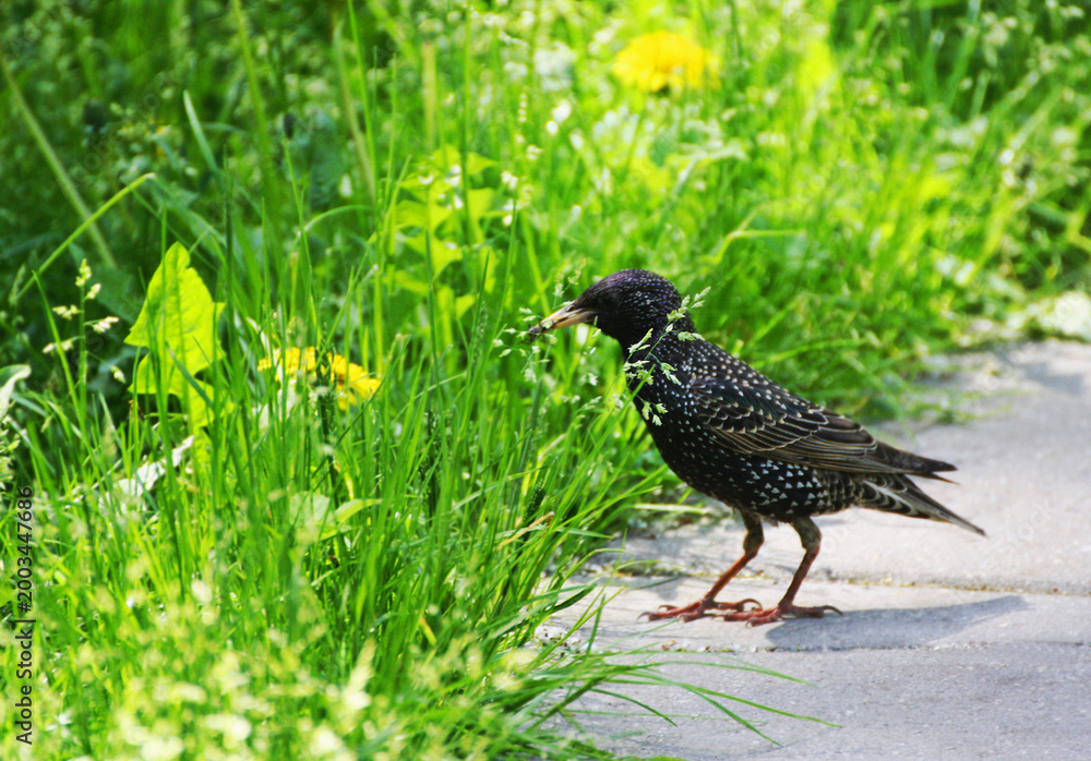 Obraz premium Starling.