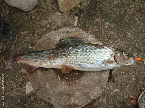 Freshwater fish caught on a fishing rod in the Northern Urals. Close-up