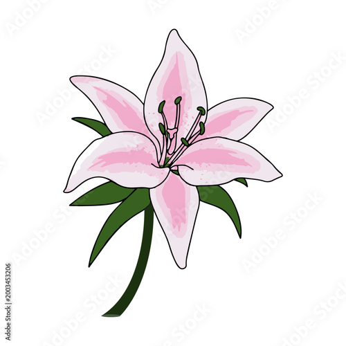 Fotografie Pink Lily Flower Illustration Isolated on White Background
