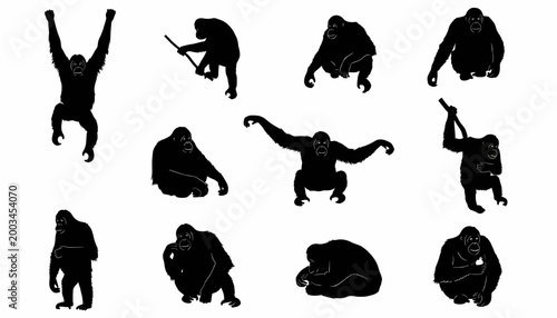 Large Set of Orangutan Silhouettes in Various Poses and Activities Isolated on White Background