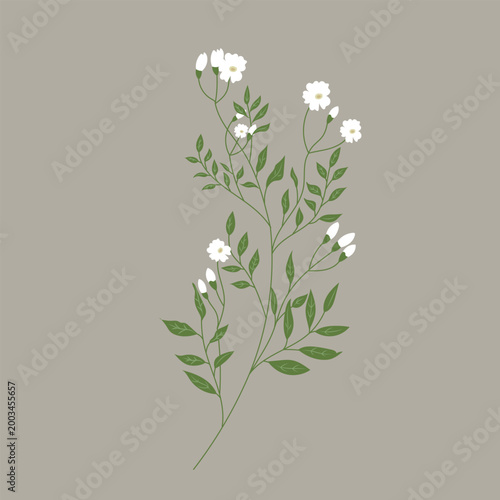 Hand drawn botanical illustration of white wildflowers and green leaves on beige background for wedding invitations floral cards vintage posters and nature design concepts