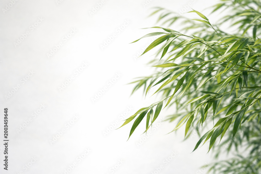 Fototapeta premium Green bamboo leaves on a light background. Space for text.