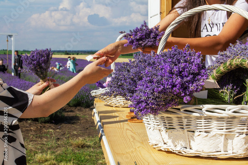Lavender Market Scene with Fresh Bundles in Blooming Field