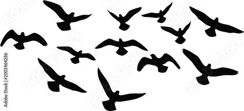 Flock of birds in flight a silhouette study of avian movement