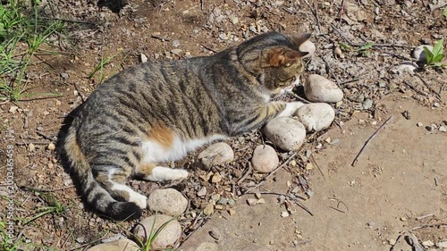 Cat catching and eating ants in bright sunlight outdoors
