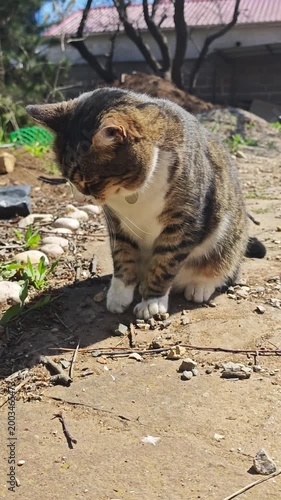 Cat catching and eating ants in bright sunlight outdoors