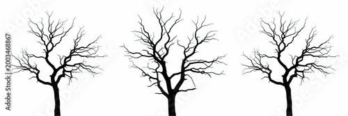 Stark Dead Winter Tree without Leaves Isolated PNG, Nature Forest Wildlife Element for Scary Horror and Mystery Design.