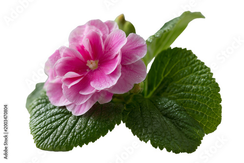 Pink Blossoming Flower with Dew