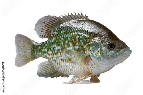 Colorful Freshwater Fish Closeup