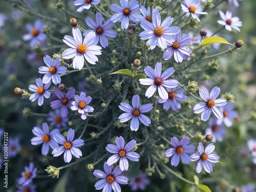Bright blue flowers with orange centers. Grass in the background. Felicia amelloides, Blue Marguerite, Blue Daisy