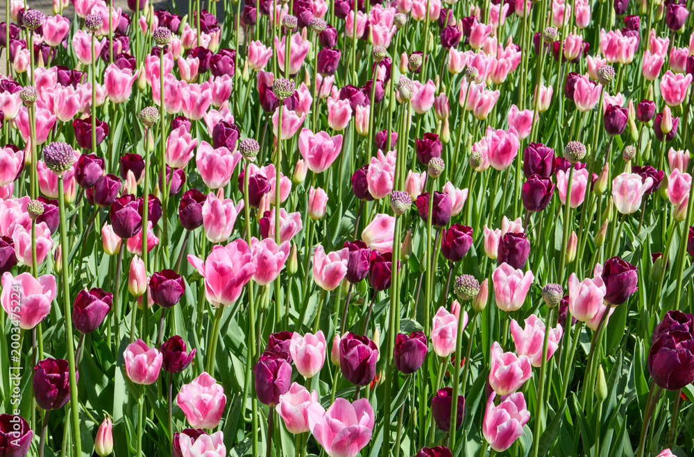 Fototapeta premium field of tulips