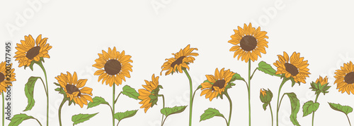 Sunflower horizontal border with blooming flowers and leaves. Botanical vector illustration, decorative floral banner isolated on light background for design, packaging, and seasonal decoration.