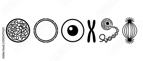 Cell Mitosis Stages Cycle Diagram, Biological Division Process Icons, Chromosome and Nucleus Graphics, Simple Minimalist Line Art for Science Education and Genetics Research, Black on White Vector Ill