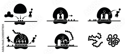 Protein Synthesis Translation Process Diagram Vector Illustration showing Ribosome mRNA and tRNA interaction stages from initiation to polypeptide chain folding for molecular biology education researc