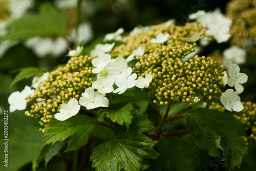 Viburnum Flowers and Buds Close Up, Spring Garden Bloom