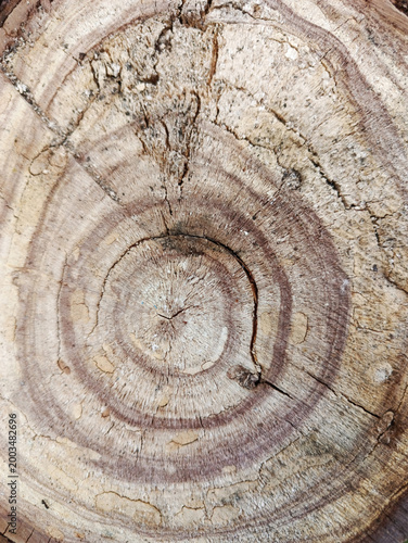 Fotografie Texture of the trunk of a previously cut cracked tree