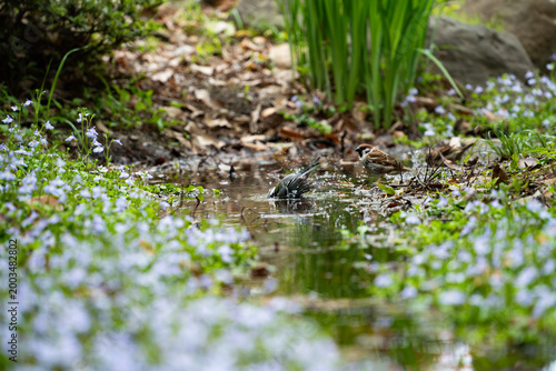 Fotografie Japanese Tit (Parus minor) bathing in a stream with spring flowers series 3 of 1