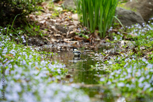 Billede på lærred Japanese Tit (Parus minor) bathing in a stream with spring flowers series 7 of 1