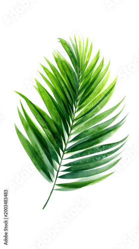 Vibrant green palm leaf with sunlit highlights on white background