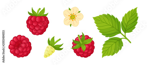 Raspberry set with berries, leaves and flower. Hand drawn trendy flat style isolated. Ideal for healthy food icons, packaging, menus, packaging, textiles, stickers and food design. Vector illustration