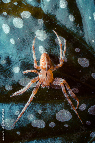 Close-up of a spider on a spotted, textured surface, showcasing intricate patterns and colors.
