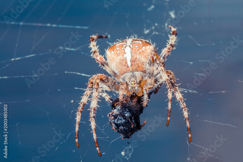Bild auf Leinwand Close-up of a spider in its web, intricately capturing prey against a blurred blue background