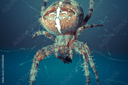 Bild auf Leinwand Close-up of a spider on its intricate web, showcasing its detailed abdomen and striking patterns