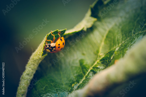 Fotografie Close-up of a vibrant ladybug on a lush green leaf.