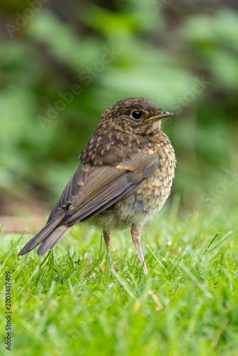 Cute portrait of a Young Robin (Erithacus rubecula) - Yorkshire, UK