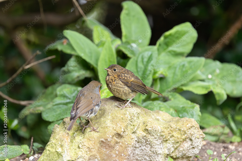Obraz premium Young Robin (Erithacus rubecula), with adult Robin bird, standing on a rock in a garden - Yorkshire, UK