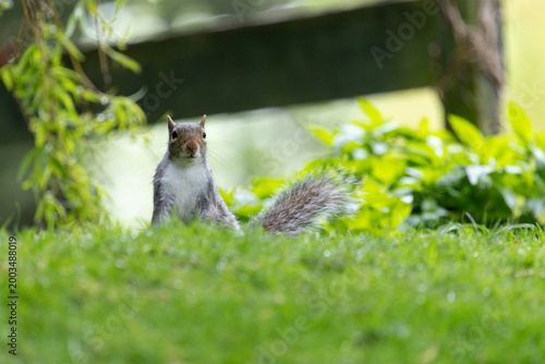 Grey squirrel (sciurus carolinensis) in garden, Yorkshire, UK in April