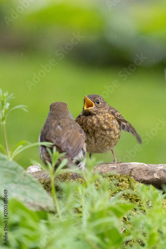 Young Robin (Erithacus rubecula) begging for food from an adult robin  - Yorkshire, UK