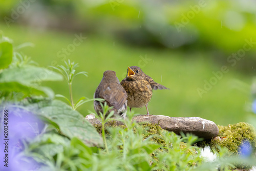 Cute baby Robin (Erithacus rubecula) with adult  - Yorkshire, UK