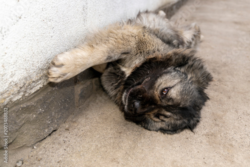 Caucasian shepherd dog lying on ground near wall looking at camera. Outdoor animal photography. Domestic guard dog and pet concept. Design for poster, banner, wallpaper, card. Eye level close up