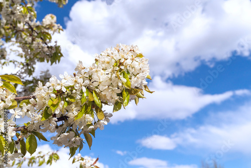 Flowering tree branch with white blossoms and green leaves against blue sky with clouds. Nature spring photography. Blooming season and growth concept. Design for wallpaper, banner, poster, header