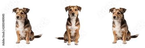 Photos Friendly mixed breed brown dog sitting isolated element transparent PNG