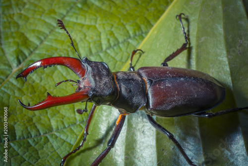 Bild auf Leinwand Close-up of a male stag beetle on a green leaf, showcasing its impressive antler-like mandibles