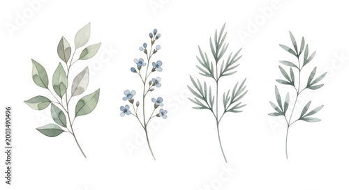 Floral branches illustration isolated on transparent background